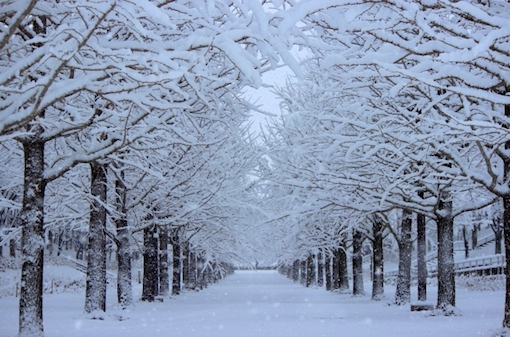雪のいちょう並木