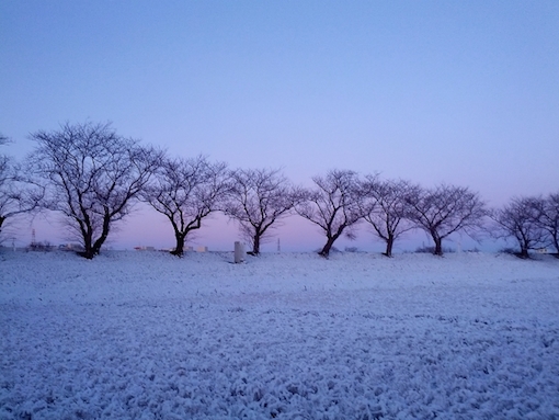 雪の朝の草原